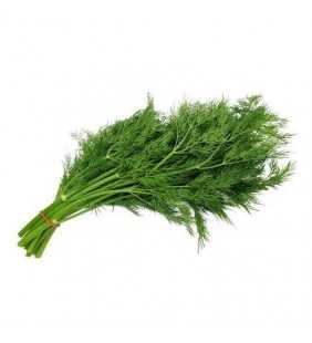 DILL LEAVES